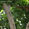 20090423 Singapore Zoo  51 of 97 
